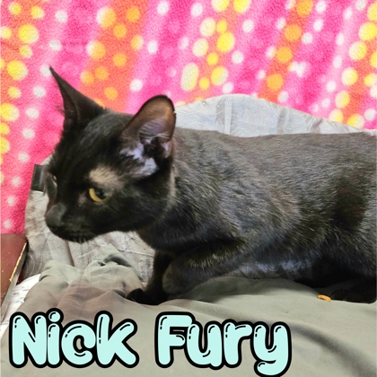 Photo of Nick Fury