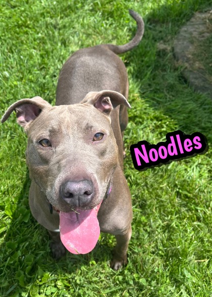 Photo of Noodles