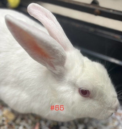 Photo of Rabbit 55