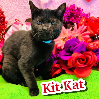 Photo of Kit Kat