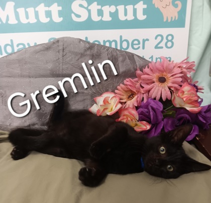 Photo of Gremlin