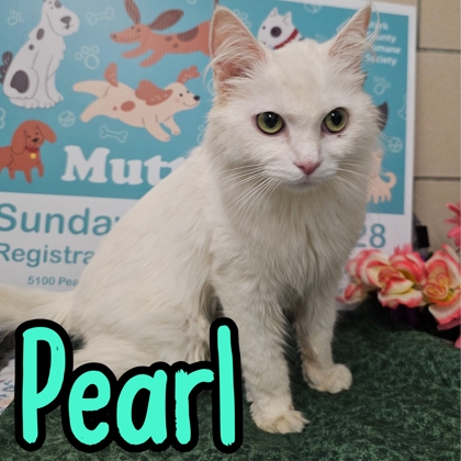 Photo of Pearl