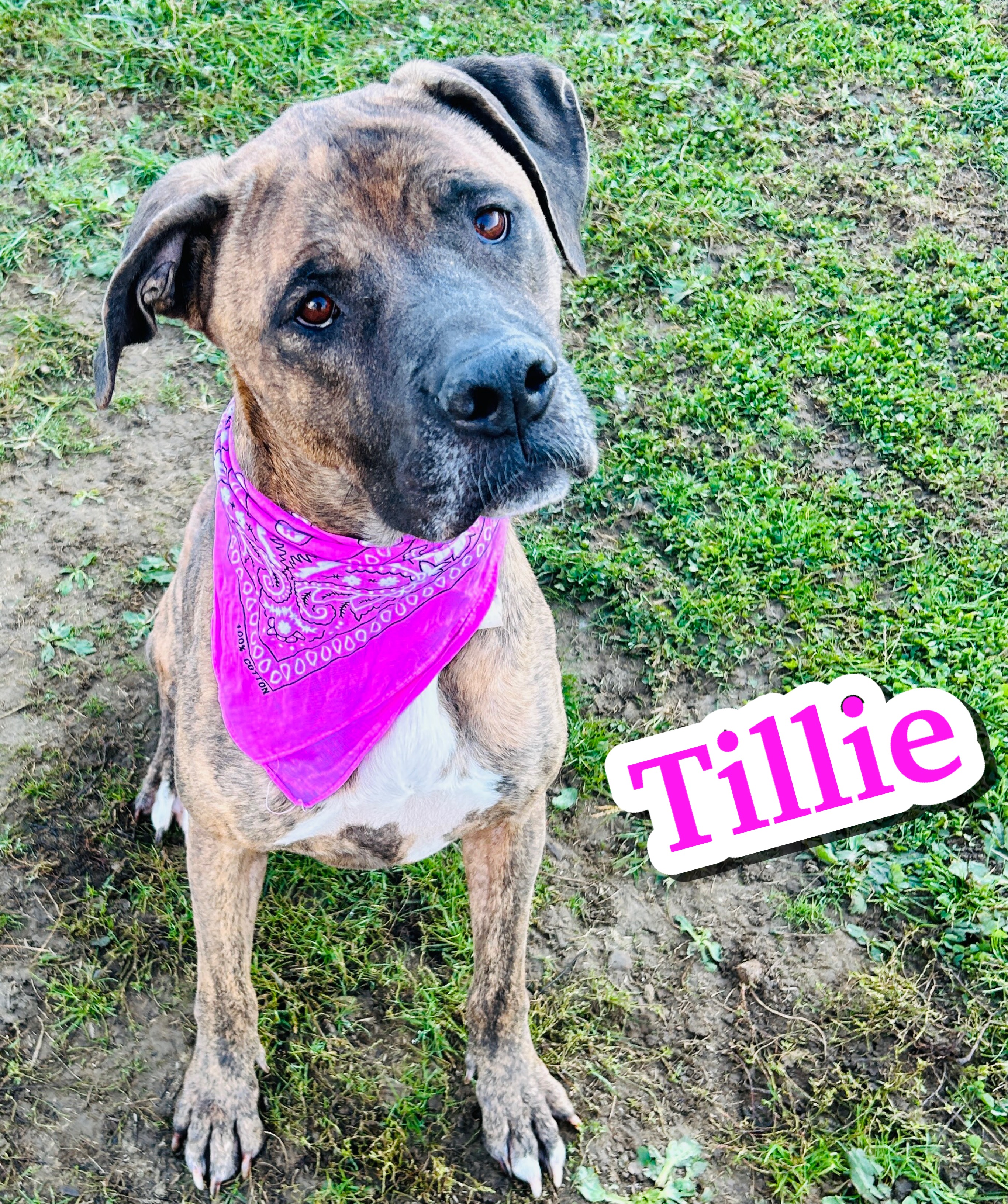 Photo of Tillie