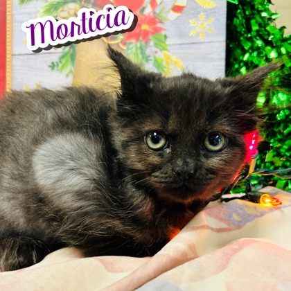 Photo of Morticia