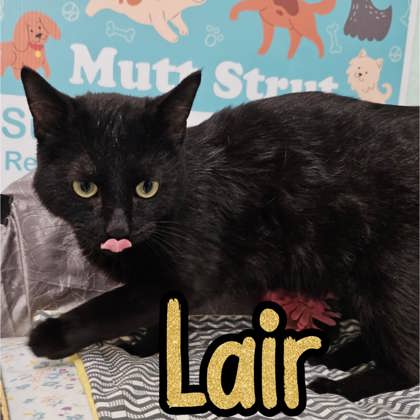 Photo of Lair