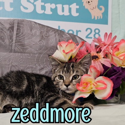 Photo of Zeddmore