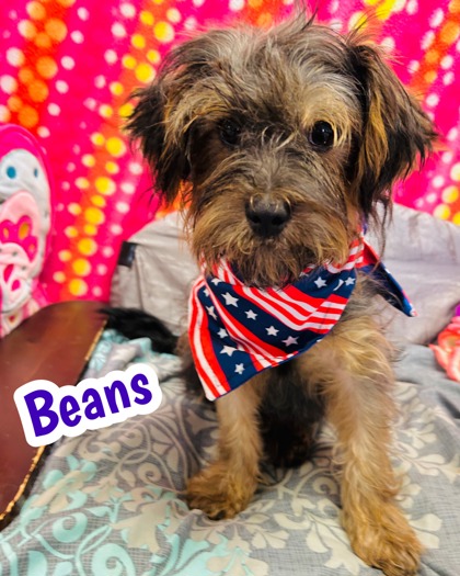 Photo of Beans