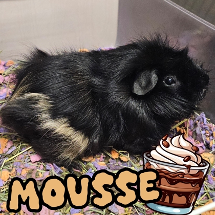 Photo of Mousse