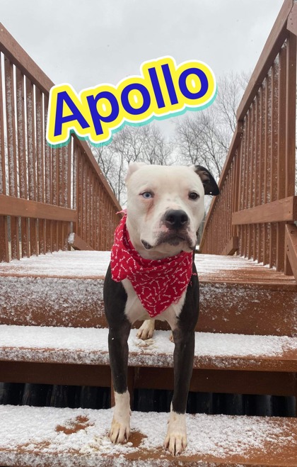 Photo of Apollo
