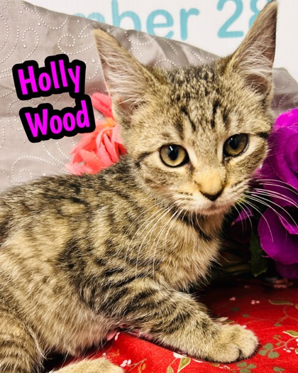 Photo of Holly Wood
