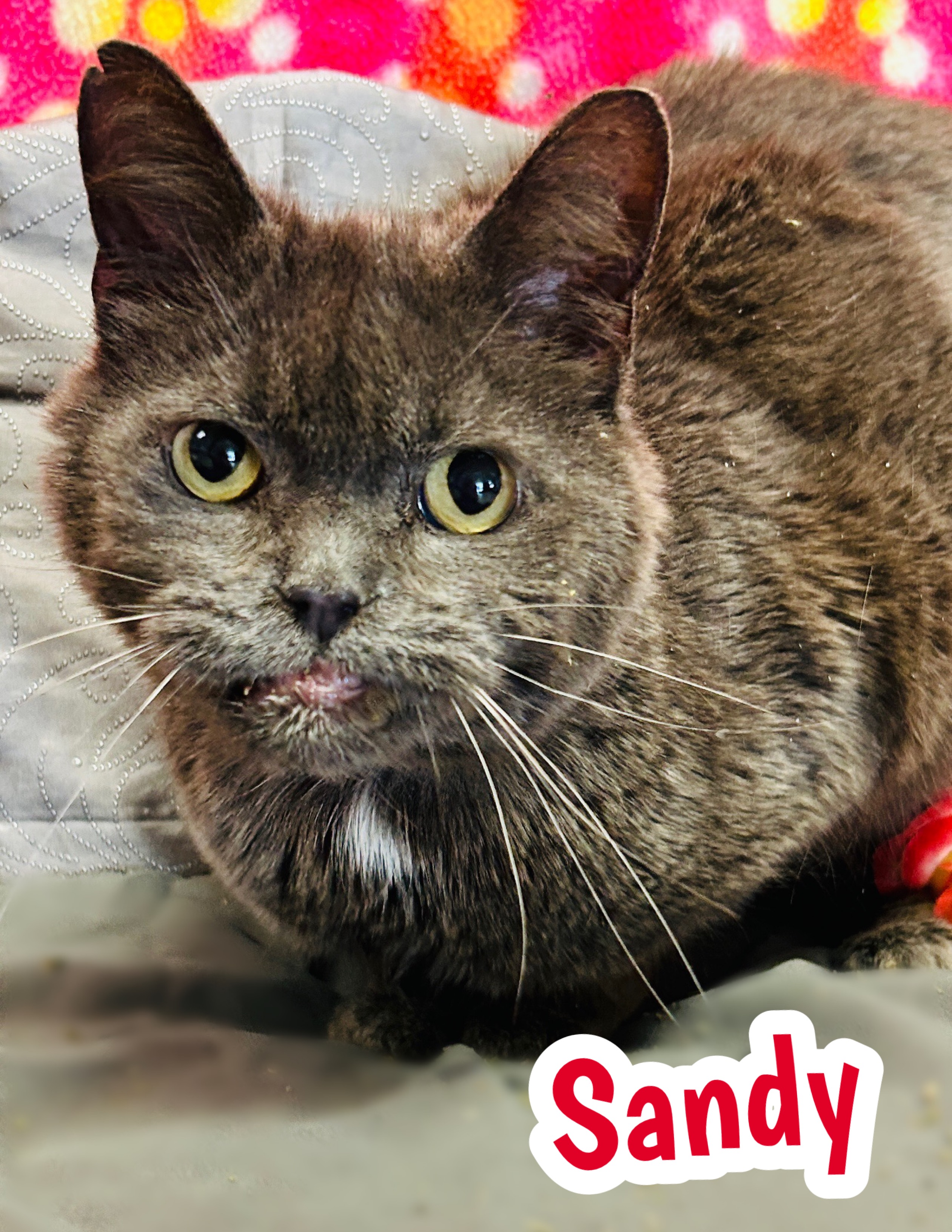 Photo of Sandy
