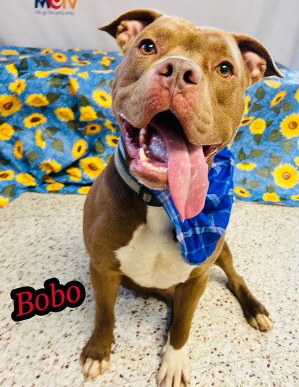 Photo of Bobo