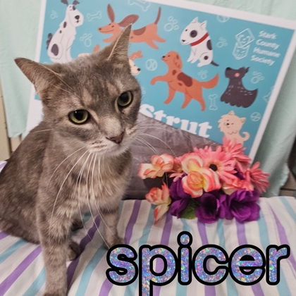 Photo of Spicer