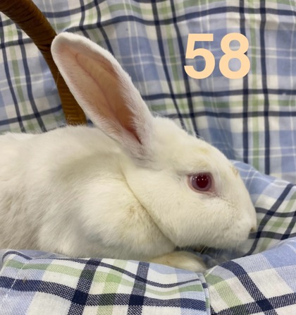 Photo of Rabbit 58