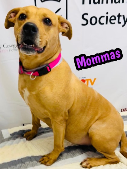 Photo of Mommas