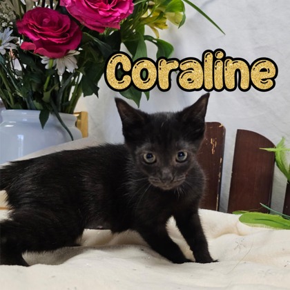 Photo of Coraline