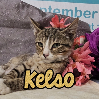 Photo of Kelso
