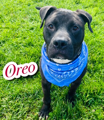 Photo of Oreo
