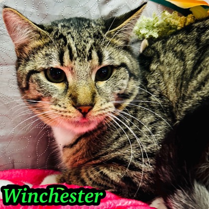 Photo of Winchester