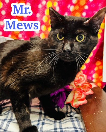 Photo of Mr. Mews