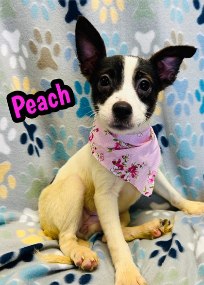 Photo of Peach