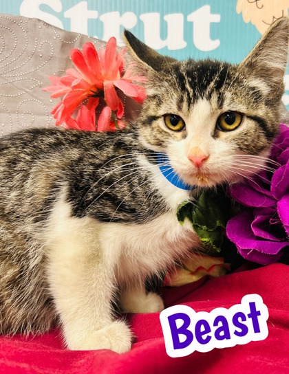 Photo of Beast