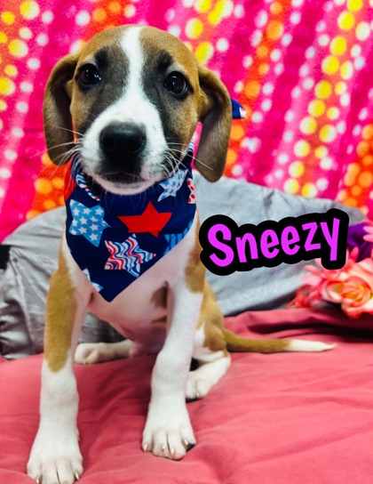 Photo of Sneezy