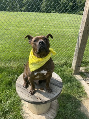 Photo of Peanut