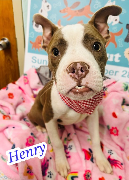 Photo of Henry