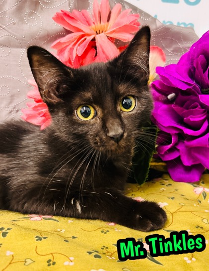 Photo of Mr Tinkles