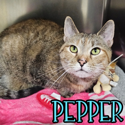 Photo of Pepper