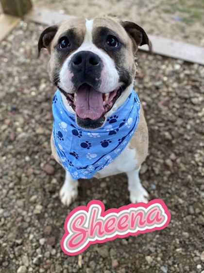 Photo of Sheena
