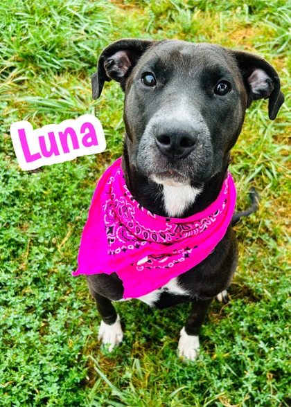Photo of Luna