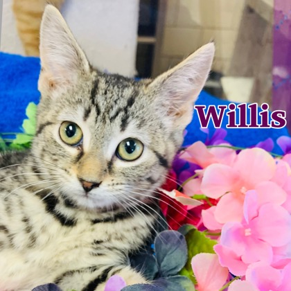 Photo of Willis