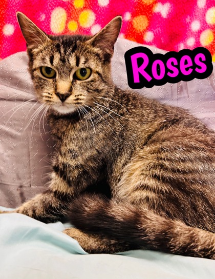 Photo of Roses
