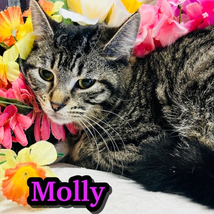 Photo of Molly