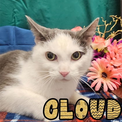 Photo of Cloud