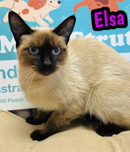 Photo of Elsa