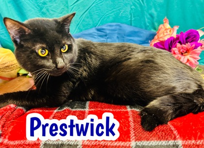 Photo of Prestwick