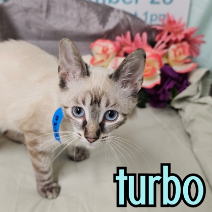 Photo of Turbo