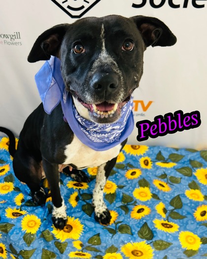 Photo of Pebbles