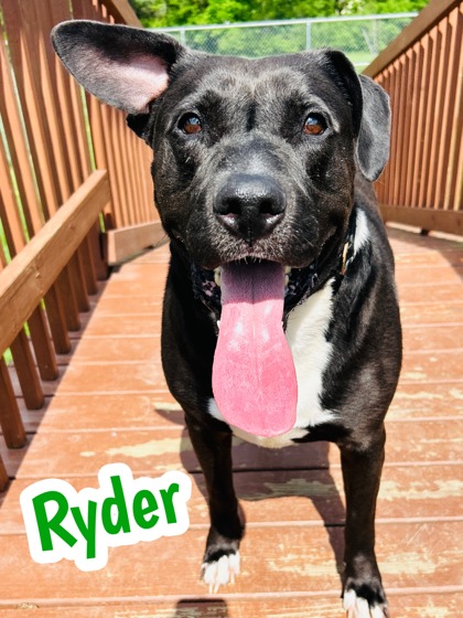 Photo of Ryder