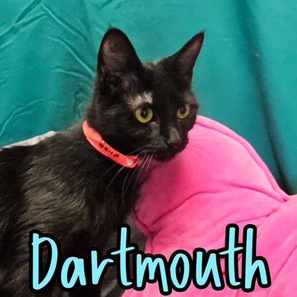 Photo of Dartmouth