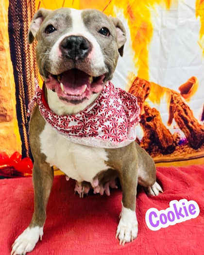 Photo of Cookie