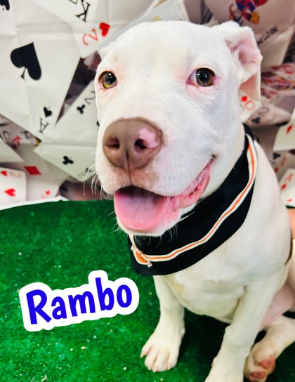 Photo of Rambo
