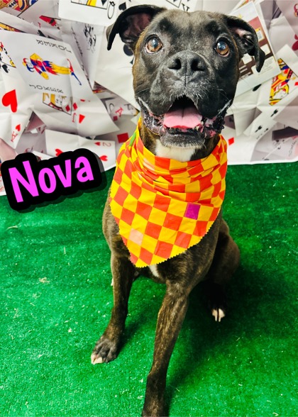 Photo of Nova