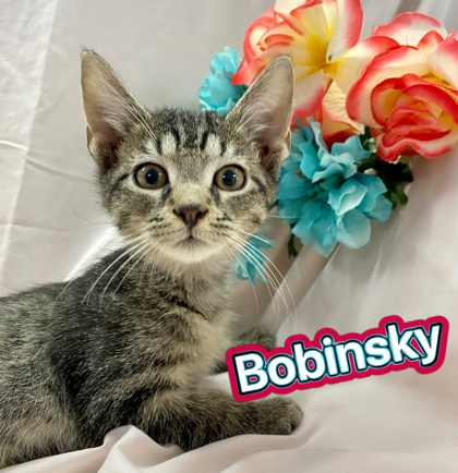 Photo of Bobinsky