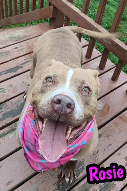 Photo of Rosie