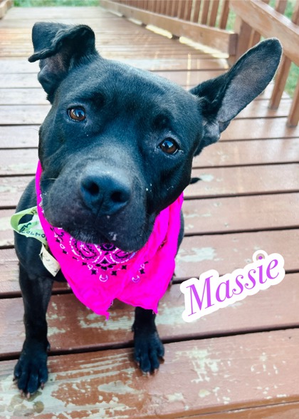 Photo of Massie