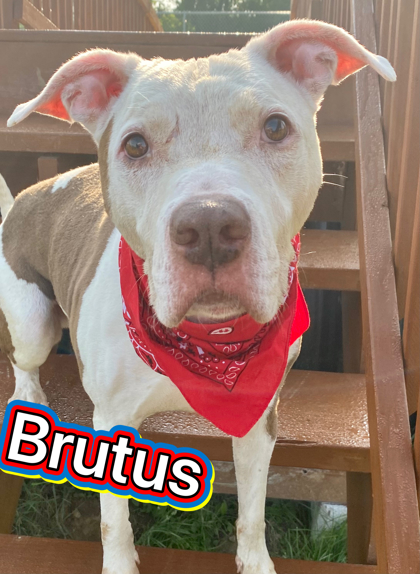 Photo of Brutus